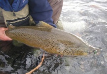 Fly-fishing Picture of Brown trout shared by Jorge Trucco – Fly dreamers