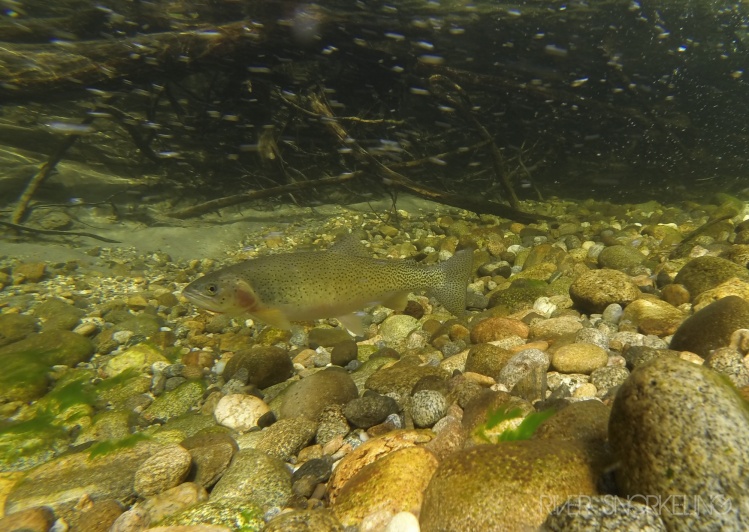 Westslope cutthroat holding below a school of sockeye salmon. Many kinds of fish gorge themselves on salmon eggs, helping put on critical fat for the long winter ahead. 