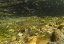  Fotografía de Pesca con Mosca de Cutthroat por Russ R – Fly dreamers