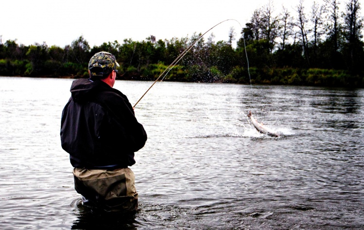 August angler with Angler's Alibi doing battle with silver # 38 for the day.  While wade fishing, this customer landed over 50 silvers in one day on the fly.....INCREDIBLE!