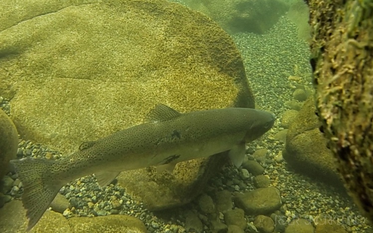 This wild steelhead looks like it was on the wrong end of an eagle or osprey attack. This fish and all others in this river are threatened by more than birds of prey. VIDEO: <a href="https://vimeo.com/109043088">https://vimeo.com/109043088</a>