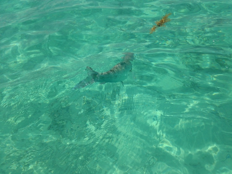 bonefish in chetumal bay