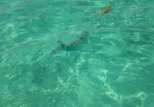  Foto de Pesca con Mosca de Bonefish por Jose Miguel Lopez Herrera – Fly dreamers 