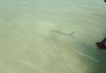  Fotografía de Pesca con Mosca de Bonefish por Jose Miguel Lopez Herrera – Fly dreamers 