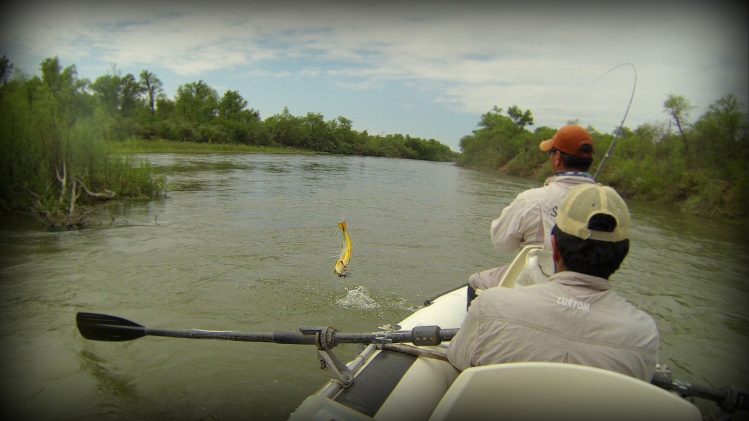 Dorado en pleno salto, luego de tomar la mosca en la palizada cercana