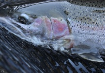 Robert Gibbes 's Fly-fishing Pic of a Steelhead – Fly dreamers 