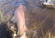 Tim Kidder 's Fly-fishing Picture of a Cutthroat – Fly dreamers 