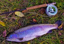 Flyfishing for rainbow trout