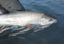  Fotografía de Pesca con Mosca de Steelhead por Robert Gibbes – Fly dreamers 