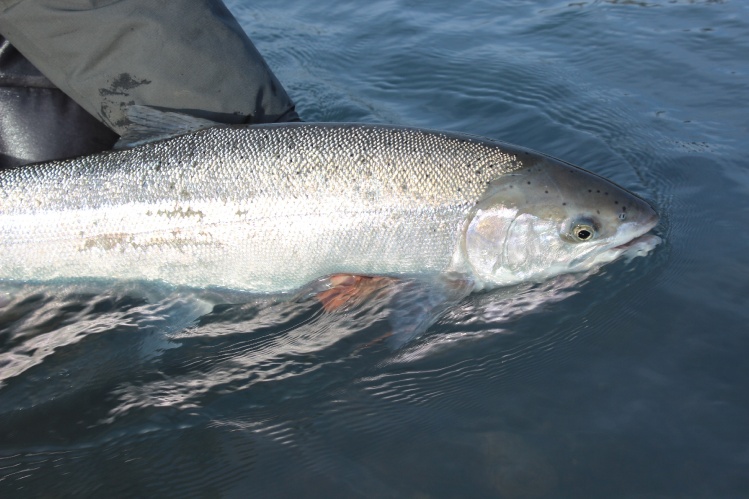 A nice and chrome Alaskan Steelhead