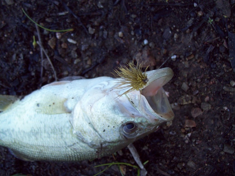 Black Bass capturado con un tricóptero de pelo de ciervo color oliva.