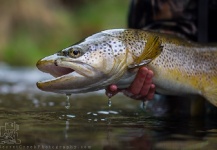 Fly-fishing Picture of Brown trout shared by Stu Hastie – Fly dreamers