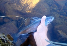 Tim Kidder 's Fly-fishing Image of a Grayling – Fly dreamers 