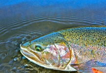  Fotografía de Pesca con Mosca de Steelhead compartida por Robert Gibbes – Fly dreamers