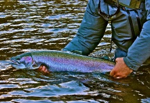  Fotografía de Pesca con Mosca de Steelhead por Robert Gibbes – Fly dreamers