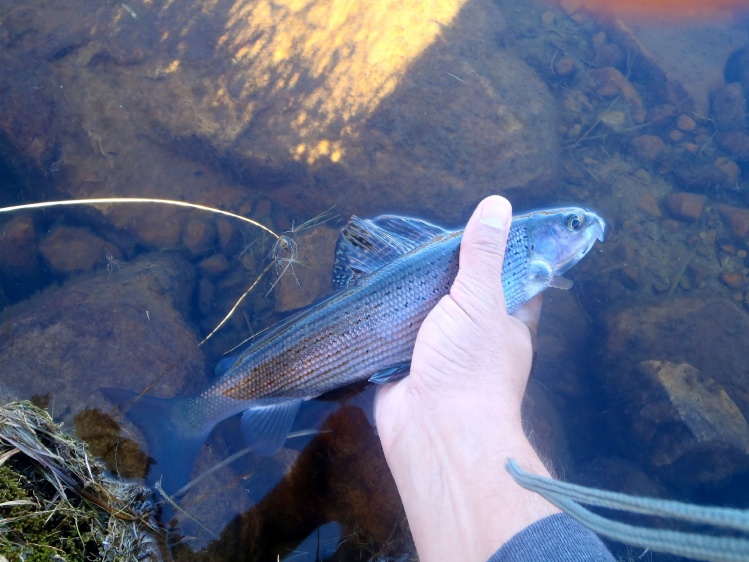 Went out with my Dad into the high country to try and find some grayling. Ful story at: <a href="http://kidderfishing.blogspot.com/2014/10/checked.html">http://kidderfishing.blogspot.com/2014/10/checked.html</a>