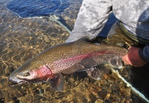 Fly-fishing Pic of Rainbow trout shared by Charles Summerville – Fly dreamers 