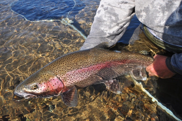 WIld ALagnak River Rainbows