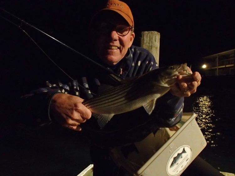 Tiny little school bass taken at night on a dock on Cape Cod.  It saved the night, went home with some some fish scent on the hands.