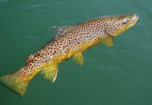 Jimbo Busse 's Fly-fishing Photo of a Brown trout – Fly dreamers 