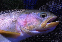 Jimbo Busse 's Fly-fishing Pic of a Rainbow trout – Fly dreamers 