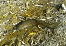 Matej Kristan 's Fly-fishing Photo of a Rainbow trout – Fly dreamers 