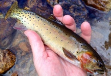 Thomas & Thomas Fine Fly Rods 's Fly-fishing Catch of a Cutthroat – Fly dreamers 