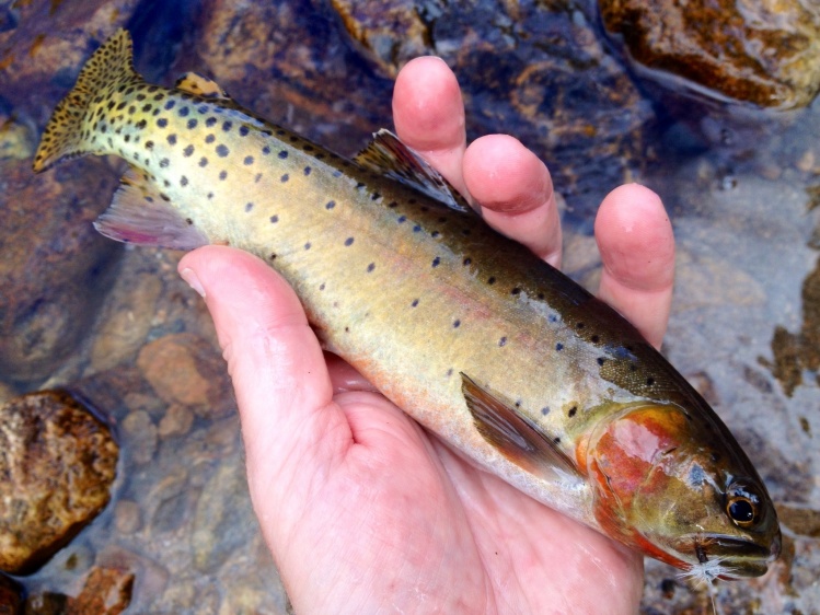 Pretty and petit - a Greenback Cutthroat from the Big T, Rocky Mountain National Park.