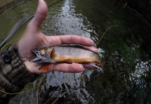 Angelo Lepore 's Fly-fishing Catch of a Brook trout – Fly dreamers 