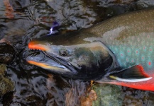 Basyl Bykau 's Fly-fishing Pic of a Dolly Varden – Fly dreamers 