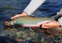 Fly-fishing Picture of Dolly Varden shared by Vasil Bykau – Fly dreamers