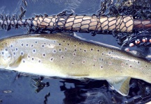 Pierre Lainé 's Fly-fishing Picture of a Brown trout – Fly dreamers 