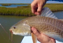  Fotografía de Pesca con Mosca de Redfish por Ben Jorden – Fly dreamers