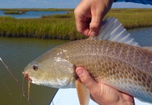 Ben Jorden 's Fly-fishing Photo of a Redfish – Fly dreamers 