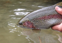Fly-fishing Photo of Rainbow trout shared by Carlos  Morales  – Fly dreamers 