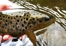 Fly-fishing Pic of Brown trout shared by Thomas & Thomas Fine Fly Rods – Fly dreamers 