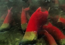 Fly-fishing Image of Sockeye salmon shared by John Perry | Fly dreamers