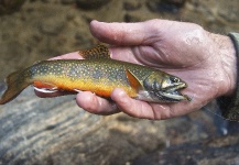 Thomas & Thomas Fine Fly Rods 's Fly-fishing Pic of a Brook trout – Fly dreamers 