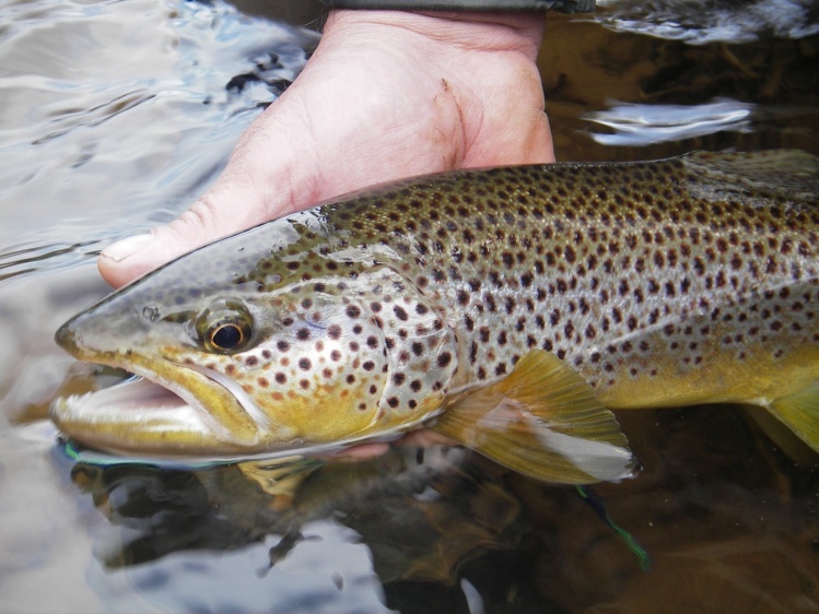 River Eden Wild trout  2014