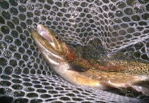 Billy Cosby 's Fly-fishing Image of a Rainbow trout – Fly dreamers 