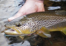 Fly-fishing Image of Brown trout shared by Stuart Wardle – Fly dreamers