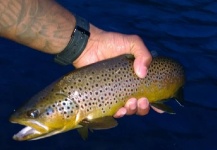Fly-fishing Picture of Brown trout shared by Billy Cosby – Fly dreamers
