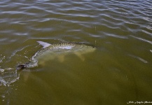 Nick Angelo 's Fly-fishing Pic of a Tarpon – Fly dreamers 