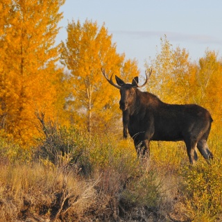 Bull moose on the Green River, WY.