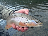 Foto de pesca con mosca