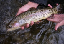 Boulder Creek, Boulder, Colorado, United States