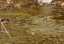 Lukas Bauer 's Fly-fishing Image of a Brown trout – Fly dreamers 