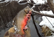 Tim Kidder 's Fly-fishing Image of a speckled trout – Fly dreamers 