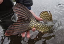  Fotografía de Pesca con Mosca de Lucio compartida por Scotia  Fishing  – Fly dreamers