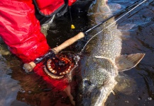 Scotia  Fishing  's Fly-fishing Photo of a Pike – Fly dreamers 